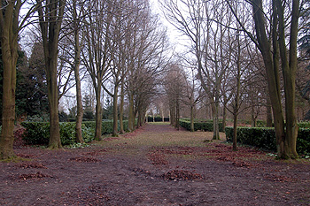 The nave of the Tree Cathedral looking east January 2009